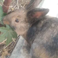 خرگوش لوپ|موش و خرگوش|نجف‌آباد, یزدانشهر|دیوار