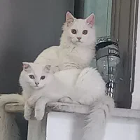 واگذاری غیر رایگان بچه گربه