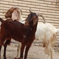 بزپاکستانی