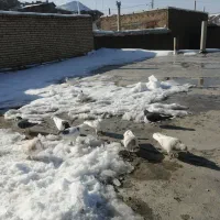 نر ساده پرشی سالم