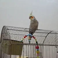 عروس هلندی