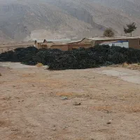 خریدار  نوار قطره ای