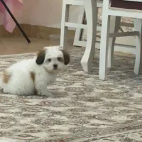 ‌پت خونگی بامزه