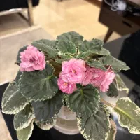 بنفشه آفریقایی