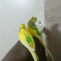 مرغ عشق|پرنده|تهران, شهرک صادقیه|دیوار