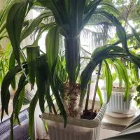 گل اشک ملکه