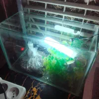 آکواریوم سالم