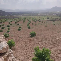 فروش-باغ-بر-آفتاب