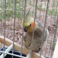 عروس هلندی گم شده بوانات