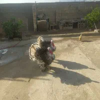 بوقلمون نر|حیوانات مزرعه|لنده, |دیوار