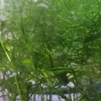 گیاه علف شیطان|ماهی|رفسنجان, |دیوار