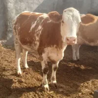 گاو ماده سیمینتال