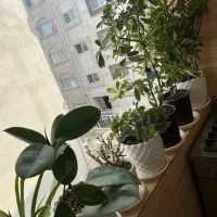 ۱۵ تا گل و گلدان|گل و گیاه طبیعی|رشت, جهاد|دیوار