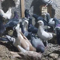 26تاکفتر یکدست بوم همه نر پرشی بشرط|پرنده|گلبهار, شهر جدید گلبهار|دیوار