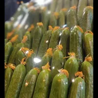 بخش عمده میوه تربار برای تمام ارگانها|خوردنی و آشامیدنی|تهران, میدان میوه و تره‌بار مرکزی|دیوار