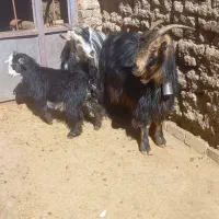 یک راس بره قوچ و سه راس بز وبزغاله فروشی|حیوانات مزرعه|فریدونشهر, |دیوار