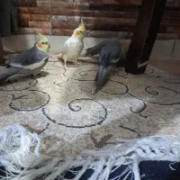 عروس هلندی حراج