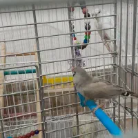 یه جفت طوطی،یه جفت مرغ عشق،یه جفت فنچ|پرنده|کوهدشت, |دیوار