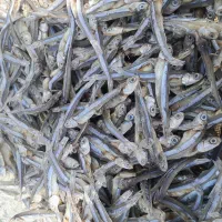 خرید تناژبالاماهی خشک درجه ۱ وفروش درجه ۲|ماهی|قشم, |دیوار