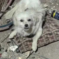 سگ پاکوتاه معاوضه طوطی کوتوله  یا عروس هلندی دستی