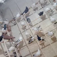 کبوتر|پرنده|دشتابی, |دیوار