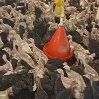 فروش جوجه بوقلمون برنز و بوربون 900 الی1200 گرم