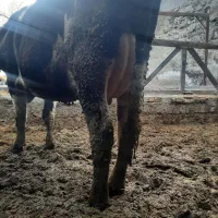 تخک گاو شیری