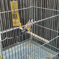 سهره دوساله پامست.انگشتر.قناری.گرینجک.عروس هلندی|پرنده|کرمانشاه, |دیوار