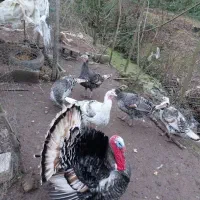 بوقلمون نر وماده