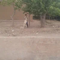 توله‌سگ‌قدرجونی