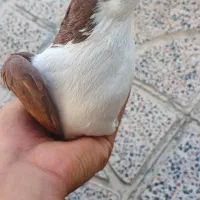 کبوتر اصفهانی|پرنده|کوهدشت, |دیوار