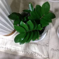 گل طبیعی|گل و گیاه طبیعی|شاهین‌شهر, فردوسی|دیوار