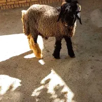 گوسفندبختیاری اصلی|حیوانات مزرعه|شیراز, احمدی جنوبی|دیوار