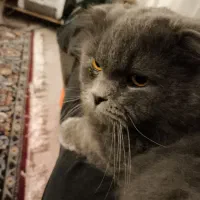 جفتگیری گربه پرشین اسکاتیش نر