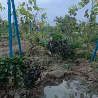 باغچه الوان و دامداری|فروش زمین و ملک کلنگی|نوشین شهر, |دیوار