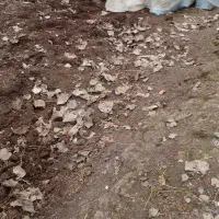 کود حیوانی|خدمات باغبانی و درختکاری|لنگرود, |دیوار