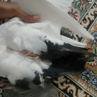 دمسیا کاکل|پرنده|ریگان, |دیوار