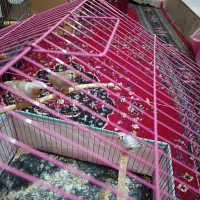 فنچ|پرنده|زابل, |دیوار