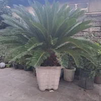 سیکاس|گل و گیاه طبیعی|رشت, آب و برق|دیوار