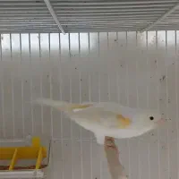 قناری ماده آماده|پرنده|قائمشهر, |دیوار