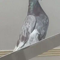 کفتر سبز کوهی