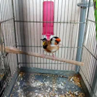 سهره مست مست