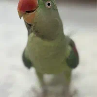 شاه طوطی|پرنده|ری, سیزده آبان|دیوار