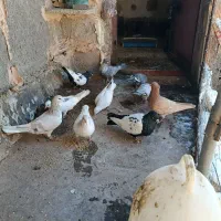 پرنده|پرنده|اسفراین, |دیوار