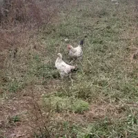 کبابی محلی با خروس لاری دورگ گردن لختی|حیوانات مزرعه|گوراب زرمیخ, |دیوار