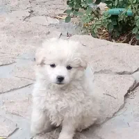 توله سگ