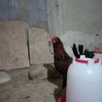 خروس گلین و برهما|حیوانات مزرعه|یزدان شهر, |دیوار