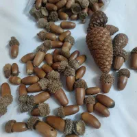 سبد حصیری کاج و بلوط یلدا|صنایع دستی و سایر لوازم تزئینی|قم, نوقطار|دیوار