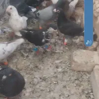 ۱۲ عدد کفتر نرهوایی ۳تا ماده زد خورد