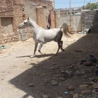 فروش کره مادیان